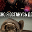 САЛЮТЫ И ФЕЙЕРВЕРКИ – ЭТО ОПАСНО ДЛЯ ЖИВОТНЫХ ! - Островский муниципальный район